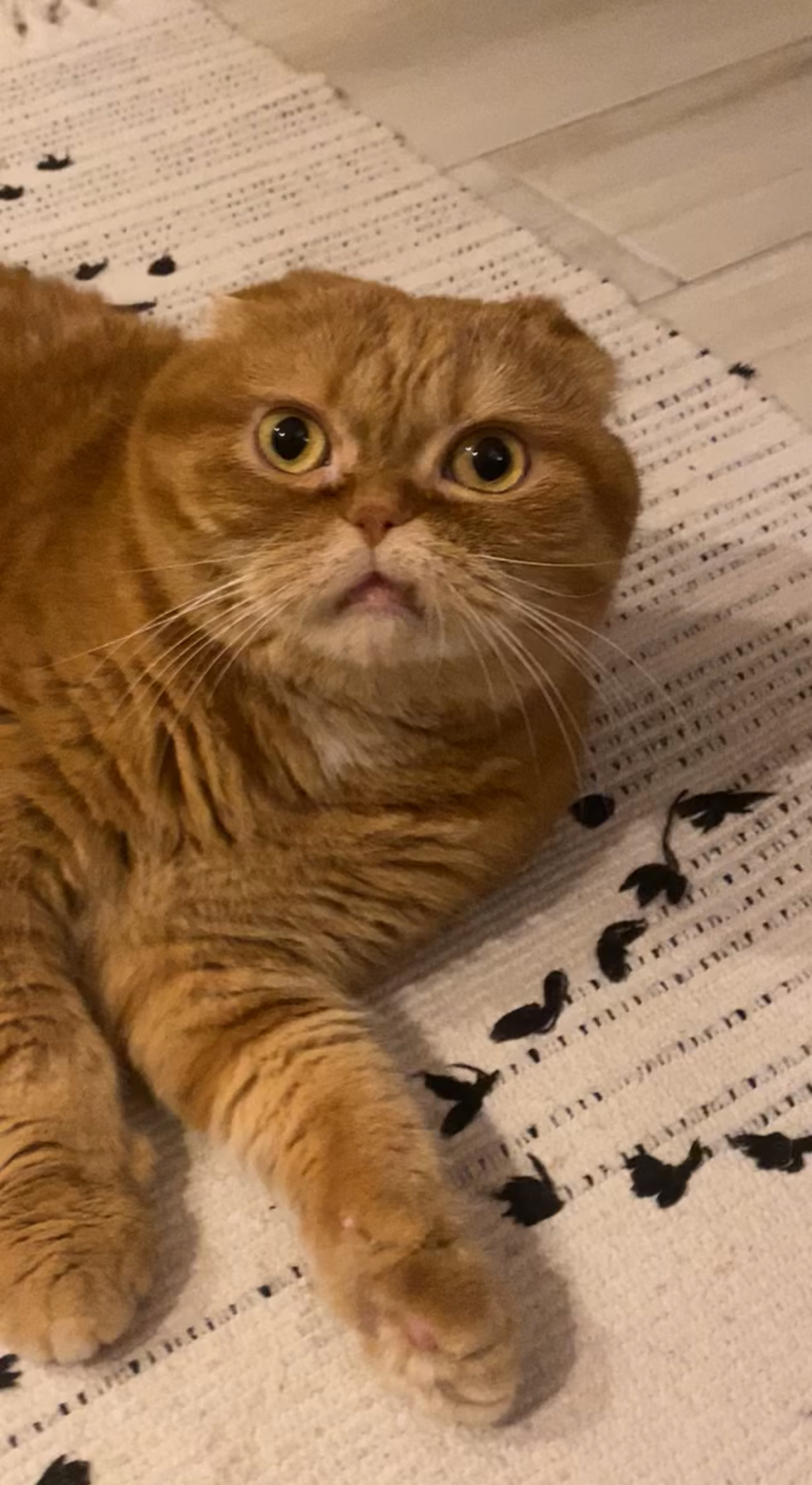 Leo the cat