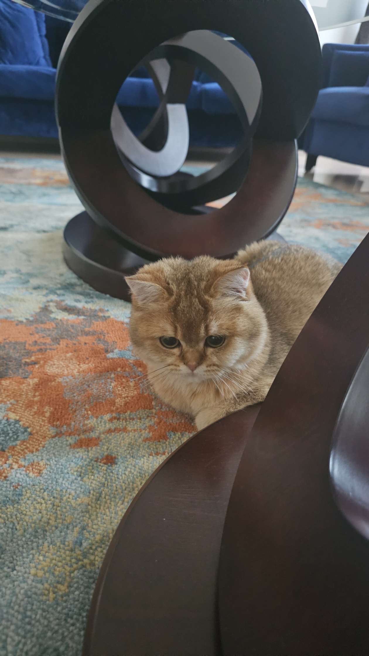 Leo 2 the cat