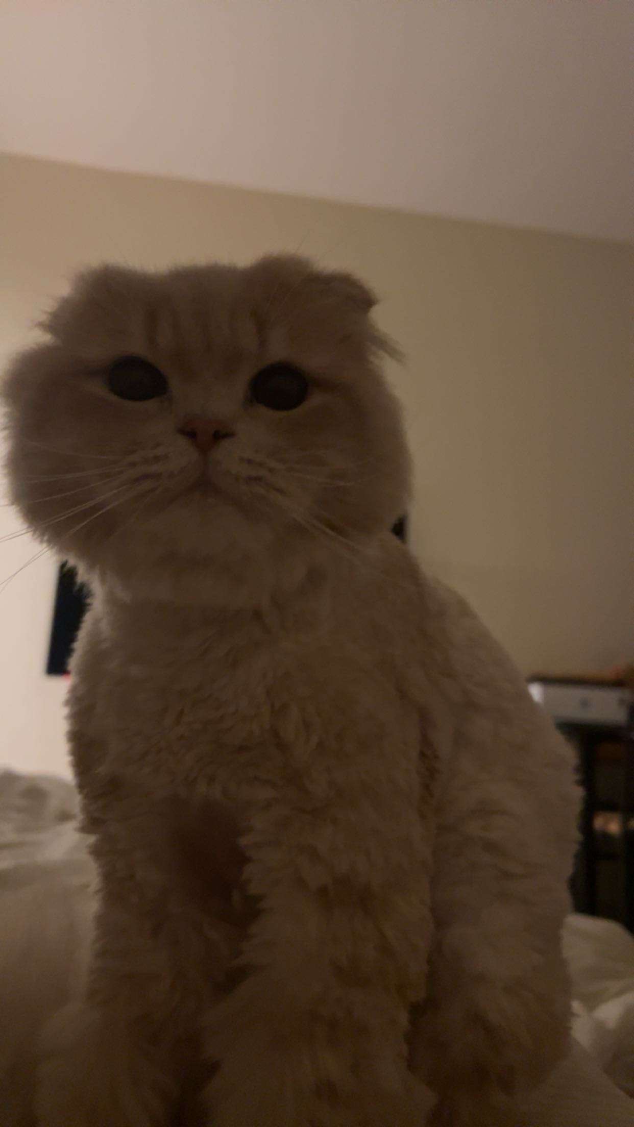 Leo 3 the cat